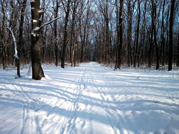 Winterwald Schnee Morgen — Stockfoto