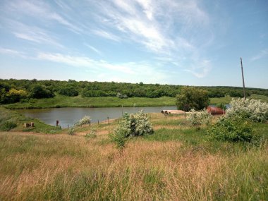 Güneş zamanında su ağaçlarının gövdesi gökyüzünde