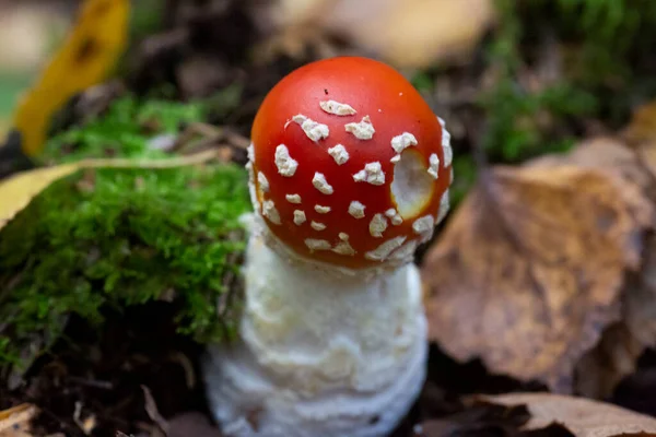 Svamp Amanita muscaria, en röd svamp växer på hösten i skogen, oktober. Hallucinogena svampar — Stockfoto