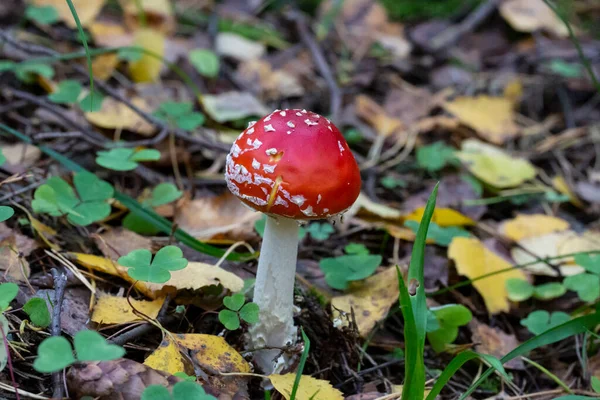Гриб Amanita muscaria, червоний молодий гриб росте в лісі восени. Отруйні галюциногенні гриби, лікування хробаків для диких тварин. — стокове фото