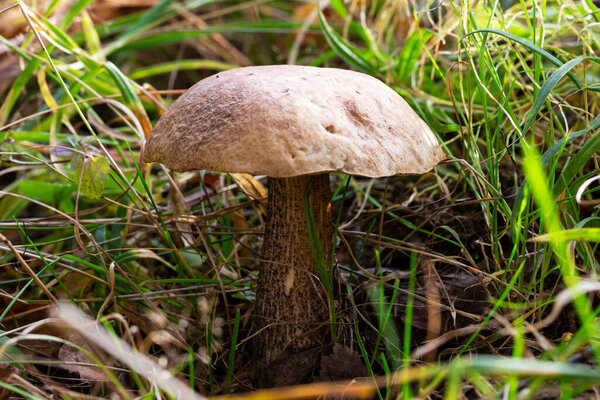 Delicious boletus mushroom Leccinum scabrum in the forest in autumn among the moss