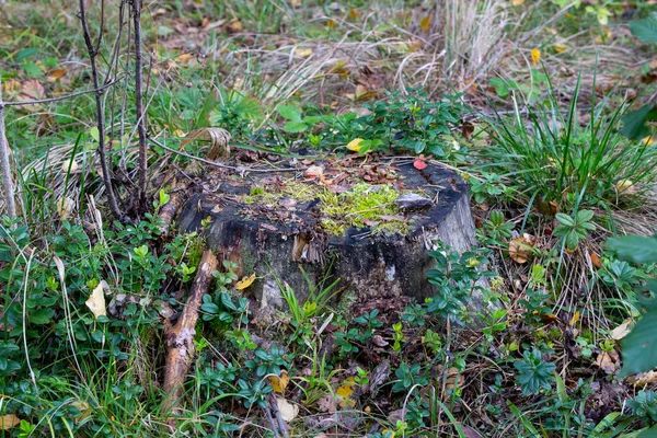 Viejo tocón cubierto de musgo en el bosque otoñal — Foto de Stock