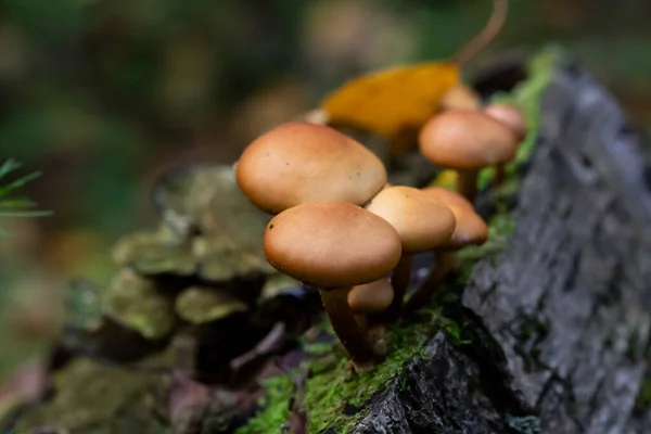 Galerina marginata es hongo venenoso mortal, octubre —  Fotos de Stock