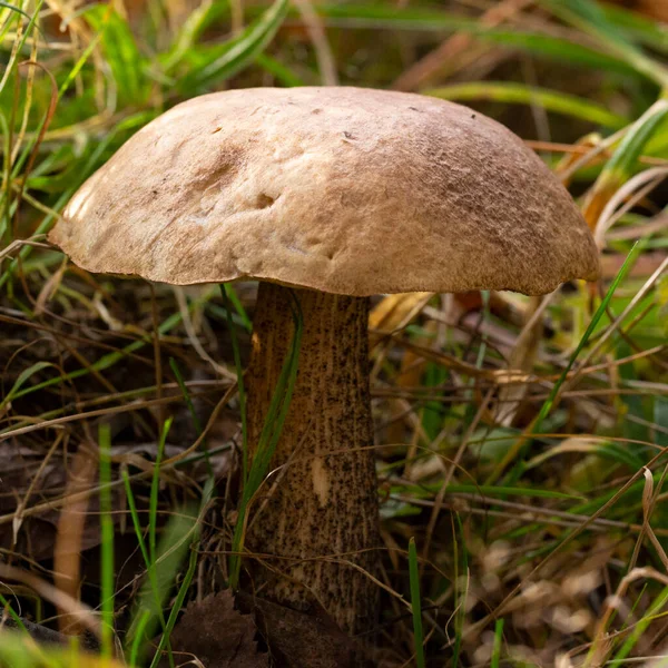 Delicioso cogumelo boleto Leccinum scabrum na floresta no outono entre o musgo — Fotografia de Stock