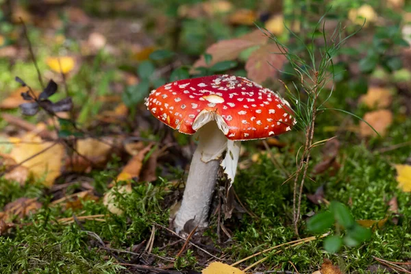 Svamp Amanita Muscaria Röd Ung Svamp Växer Skogen Hösten Giftiga — Stockfoto