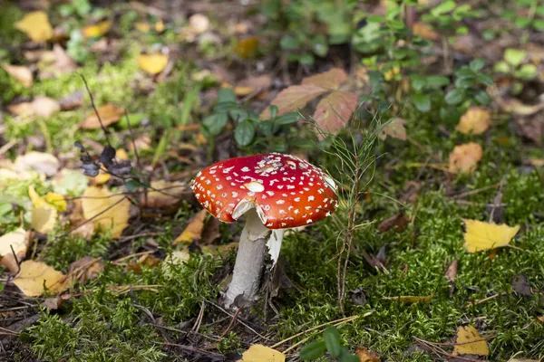 Δηλητηριώδης Μύγα Αγαρικό Στο Δάσος Φθινόπωρο Σεπτέμβριο — Φωτογραφία Αρχείου