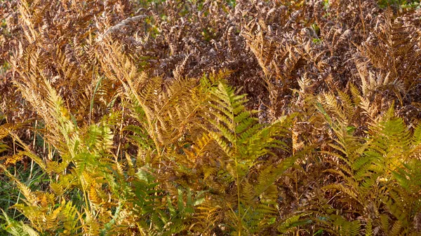 Foglia Felce Ingiallita Sfondo Sfocato Foglia Felce Secca Nella Foresta — Foto Stock