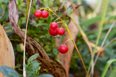 Convallaria majalis böğürtlen tohumu