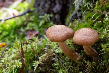 Armillaria mellea, yaygın olarak bal mantarı olarak bilinir - yakın plan Armillaria cinsinde bir bazidiomycete mantarı. .