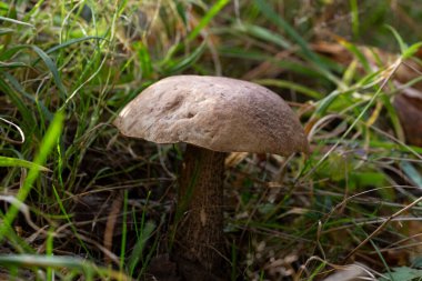 Kahverengi mantar - Eylül 'de Leccinum scabrum