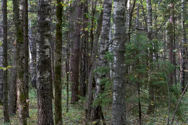 Foresta Specie Legnose Miste Tronchi Latifoglie Conifere Autunno Sfondo Naturale — Foto Stock