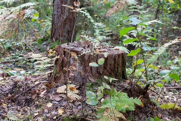 Oude Stomp Overgroeid Met Mos Het Herfstbos September — Stockfoto