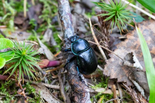 Besouro Escaravelho Floresta Entre Musgo — Fotografia de Stock