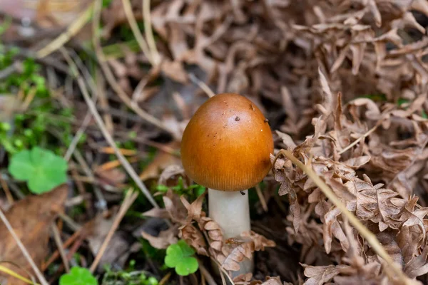 Amanita Fulva Μανιτάρι Επίσης Γνωστή Tawny Grisette Σεπτέμβριος — Φωτογραφία Αρχείου