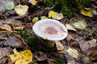 Zehirli Mantar Klitocybe Nebularis. Zehir içerdiği için yenilebilir mantarların görüntüsünü kapat. Eşsiz ve güzel görünüyor. Yerde çok yetişiyor..