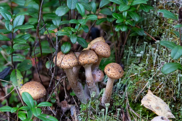 Honung Agaric Svamp Växer Stubbe Skogen Vilda Svampar Armillaria Närbild — Stockfoto