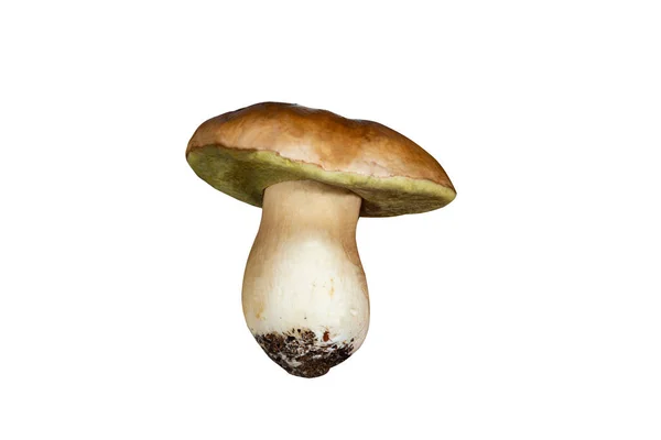 Cep Cogumelo Porcino Boletus Edulis Corpo Frutífero Isolado — Fotografia de Stock