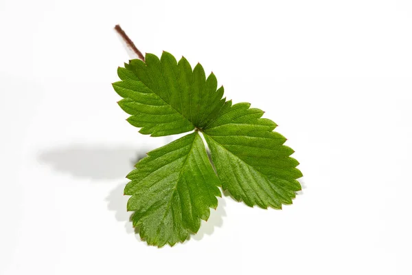 Single green strawberry leaf isolated on a white background — Stock Photo, Image