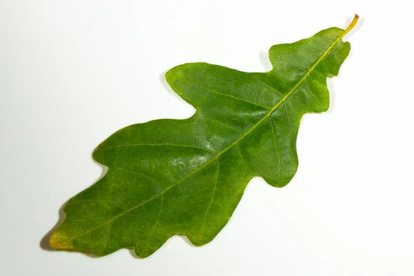 樫の木の葉 白い背景の上の分離 — ストック写真