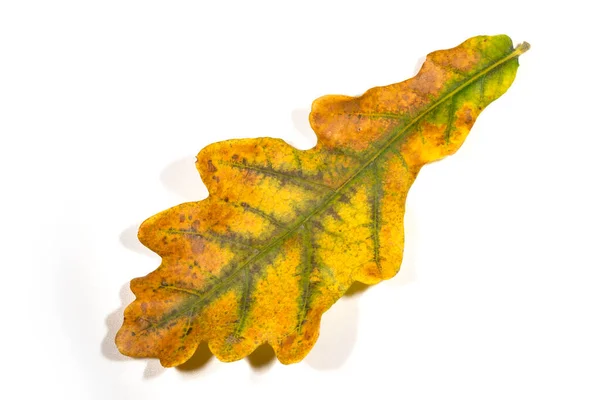 白い背景に分離された黄色の秋オークの葉 — ストック写真