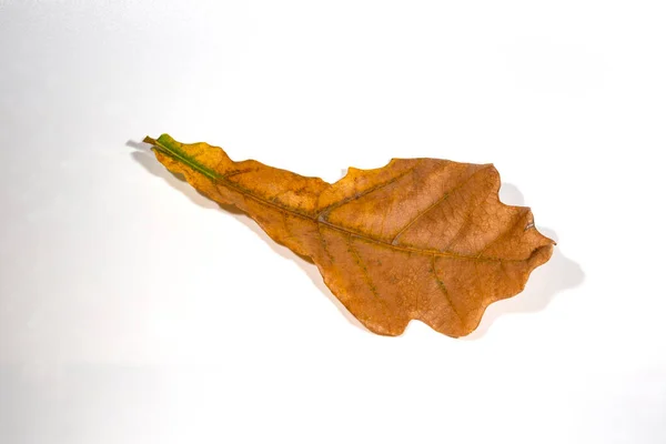 Gele Eiken Herfstblad Geïsoleerd Witte Achtergrond Stockfoto