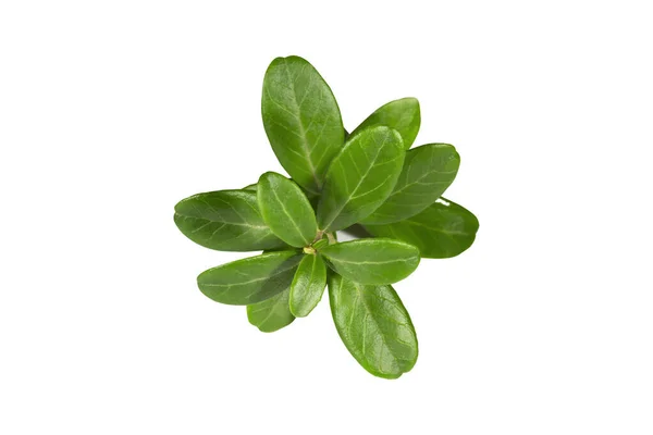 Świeże Zielone Liście Borówki Odizolowane Białym Tle — Zdjęcie stockowe