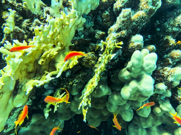 Golden Anthias Pseudanthias squamipinnis no mar — Fotografia de Stock