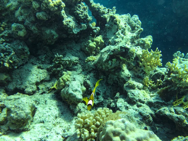 Peixe-marinho tropical e coral. Belo mundo subaquático. — Fotografia de Stock