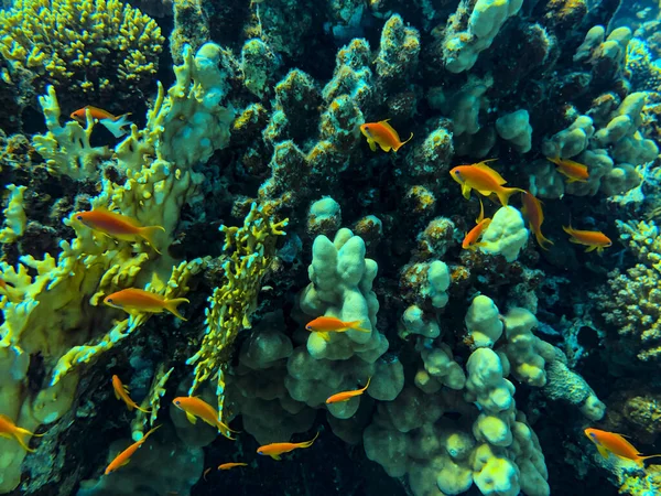 Belo recife de coral tropical com coral de repolho também conhecido como coral de xícara folhosa Turbinaria reniformis e peixe de coral vermelho Anthias — Fotografia de Stock