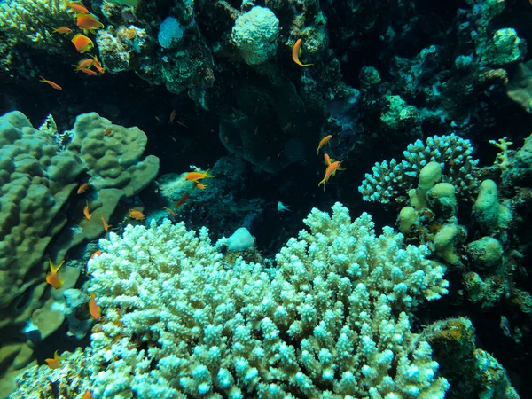 Belo recife de coral tropical com cardumes ou peixes de coral vermelho Anthias — Fotografia de Stock