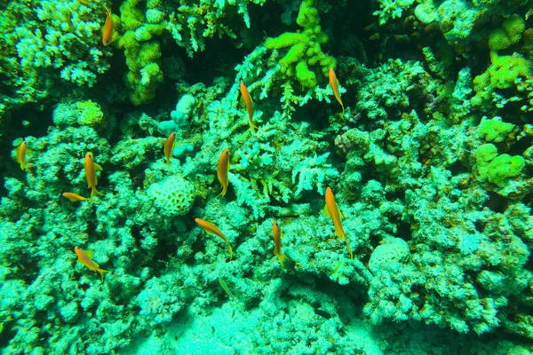 Garrot de mer de la mer Rouge Pseudanthias squamipinnis, également connu sous le nom de coralfish lyretail, lyretail anthias et scalefin anthias — Photo