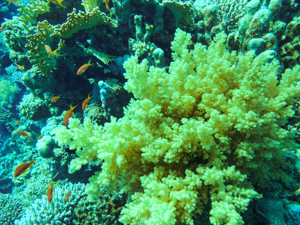 Крупный план желтого кораллового капнеллы в Красном море, Египет — стоковое фото