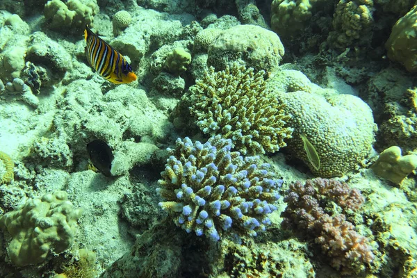 水中世界の詳細-アジアのサンゴ礁でのダイビング中のクロスポラサンゴのマクロ空中写真、自然サンルギスと — ストック写真