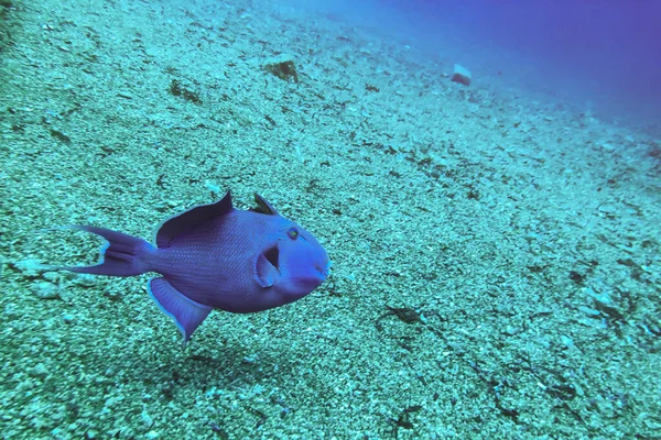 Niger or Red Toothed Triggerfish Odonus niger in the Red Sea, Egypt (en inglés). Gran pez azul-azul del mar — Foto de Stock