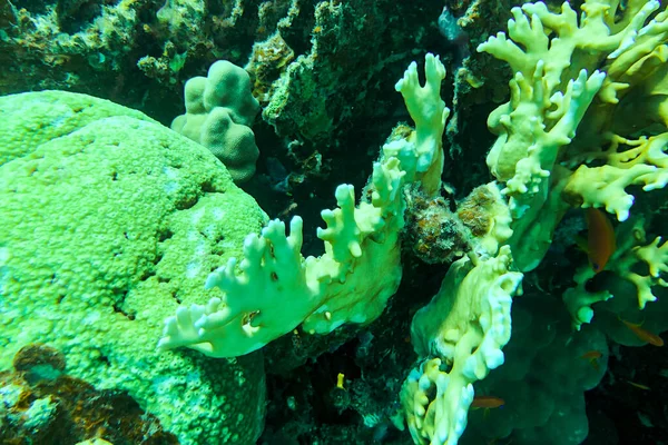 Recifes de coral marinho no Mar Vermelho, Oriente Médio — Fotografia de Stock