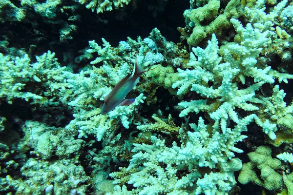 Détail monde sous-marin - macro photographie aérienne de corail acropora lors d'une plongée sur un récif en Asie, avec sunlgith naturel — Photo