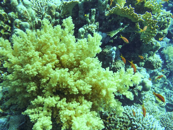 Une colonie de corail mou Sinularia sp. pousse sur un récif dans le parc marin national Bunaken à Sulawesi Nord, Indonésie. — Photo