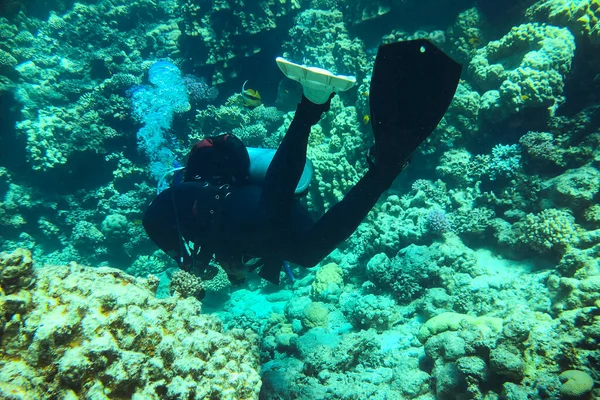 Mergulhador mergulhador nadando sob a água e examina o fundo do mar e corais no mar vermelho — Fotografia de Stock