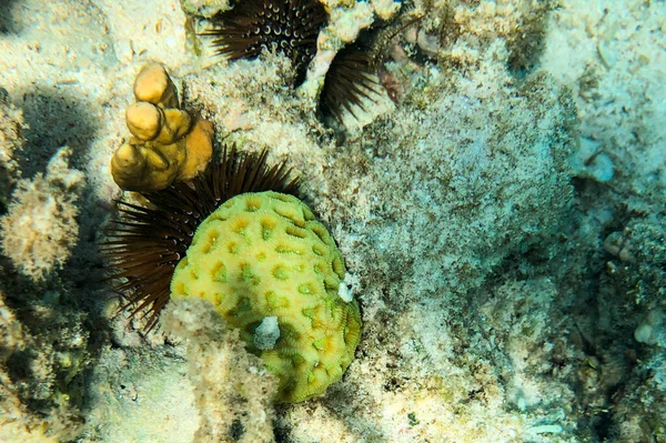 Schwarzseeigel Arbacia lixula auf dem Meeresboden versteckt sich hinter Korallen im Roten Meer — Stockfoto