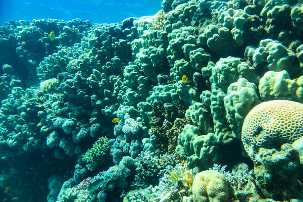 Vista subaquática do recife de coral. A vida no oceano. Escola de peixe. Recifes de corais e peixes tropicais no Mar Vermelho, Egito. — Fotografia de Stock
