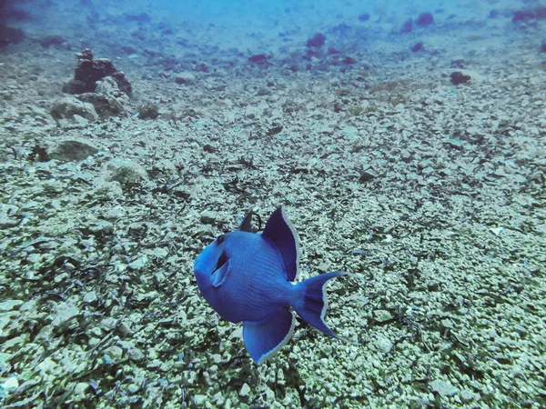 Niger or Red Toothed Triggerfish Odonus niger in the Red Sea, Egypt. Big blue-blue fish of the sea — Stock Photo, Image