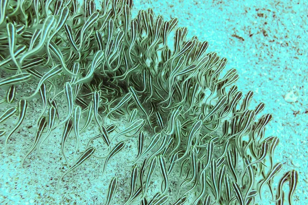 Bagre de enguia listrado plotosus lineatus cardumes de fritada no mar vermelho — Fotografia de Stock
