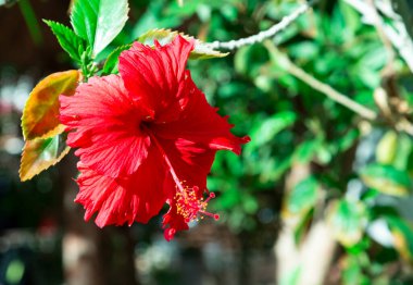 Yeşil arka planda kırmızı amber çiçeği. Tropikal bahçede. Sommertime