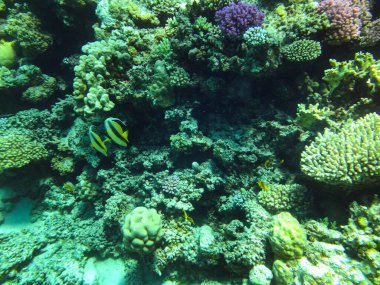 Kızıl Deniz Sancak Balığı Heniochus, kıllı dişli ailenin en tanınmış ve unutulmaz sarı-siyah balık türlerinden biridir.