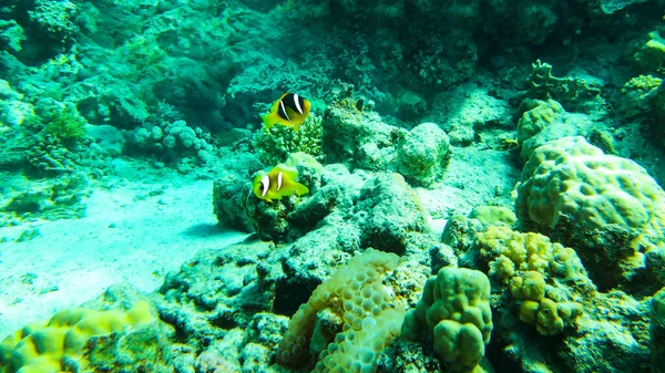 熱帯とサンゴの海の魚。美しい水中世界. — ストック写真