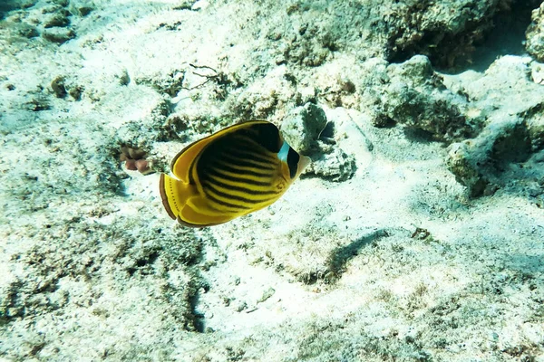 チートドン科に属するカラフルな魚で、学名はChaetodon aurigaで、紅海のサンゴ礁の浅い海を生息させています。 — ストック写真