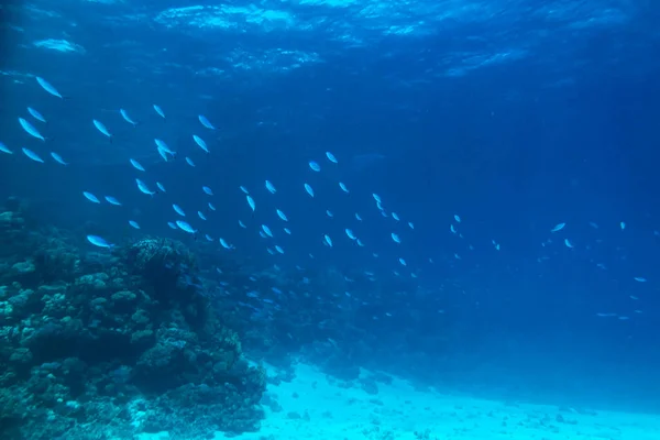 Escola de peixes no Mar Vermelho. Mundo subaquático no Egito — Fotografia de Stock