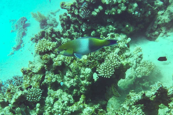 El pez loro recibe su nombre debido a su hueso dental similar al pico con dientes fuertes y patrones de coloración brillantes. — Foto de Stock