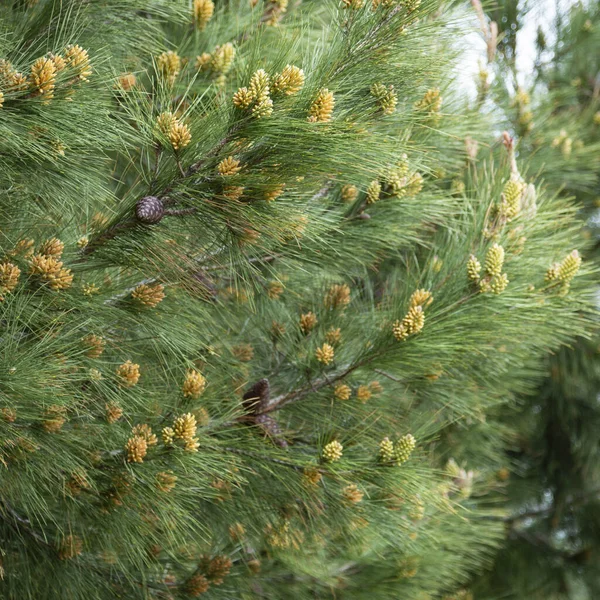 Jeunes cônes de pin jaune sur les branches Avril, début du printemps — Photo