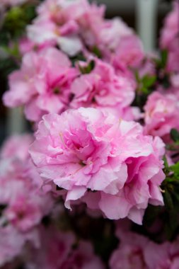 Azalea Çalı Hibrit Rododendron Haziran 'da bahçede çiçek açar. İlkbaharda pembe çiçeklerin yakın çekimi